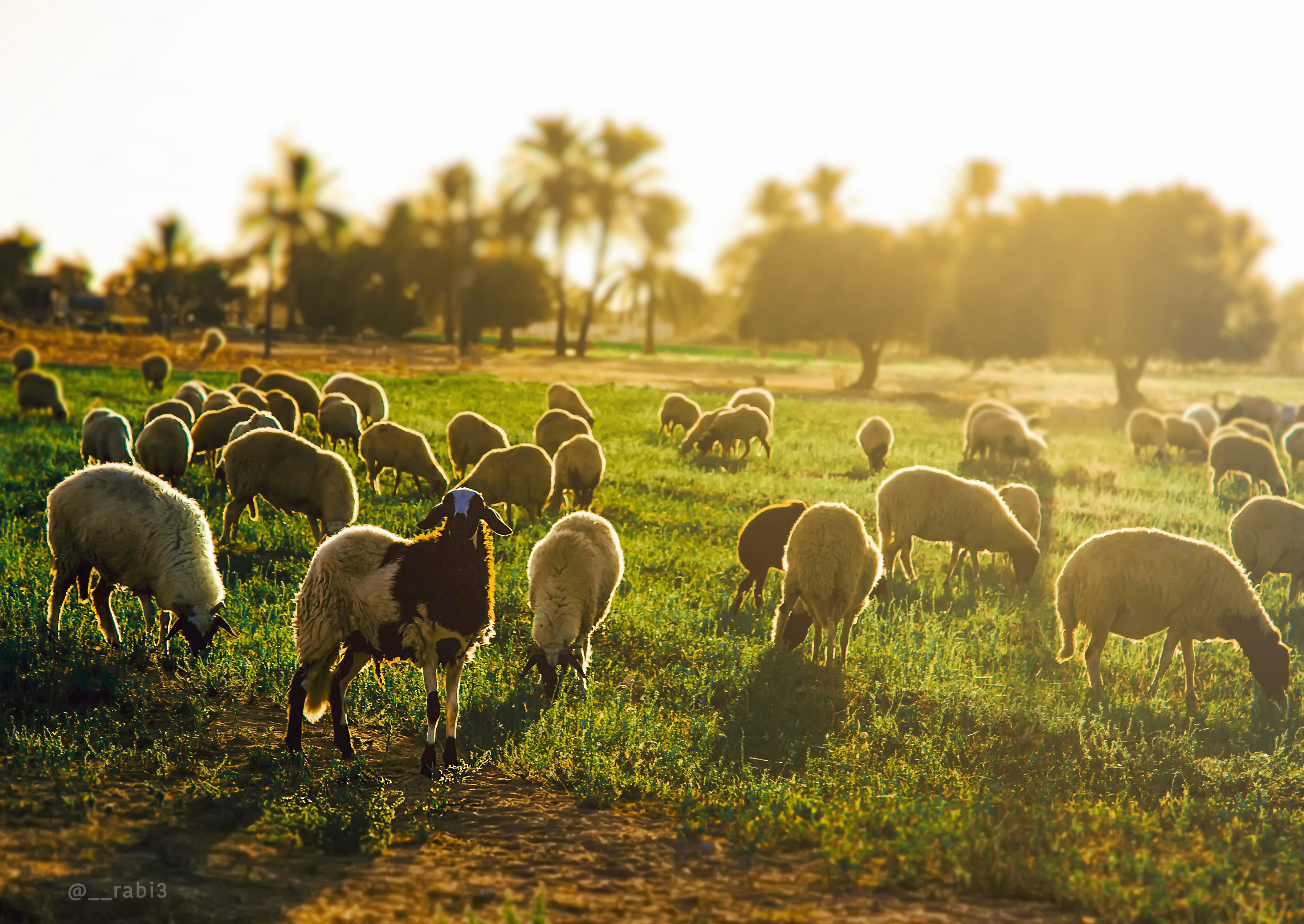 Evening's Instifnct copy